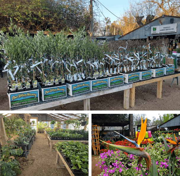 Where Tradition Meets Texas Gardening Where Tradition Meets Texas Gardening